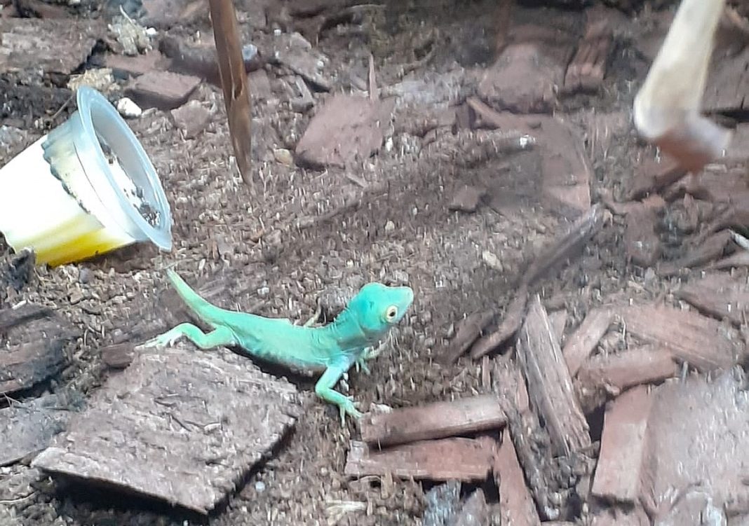 La Zoo Craiova a venit pe lume un pui de șopârlă