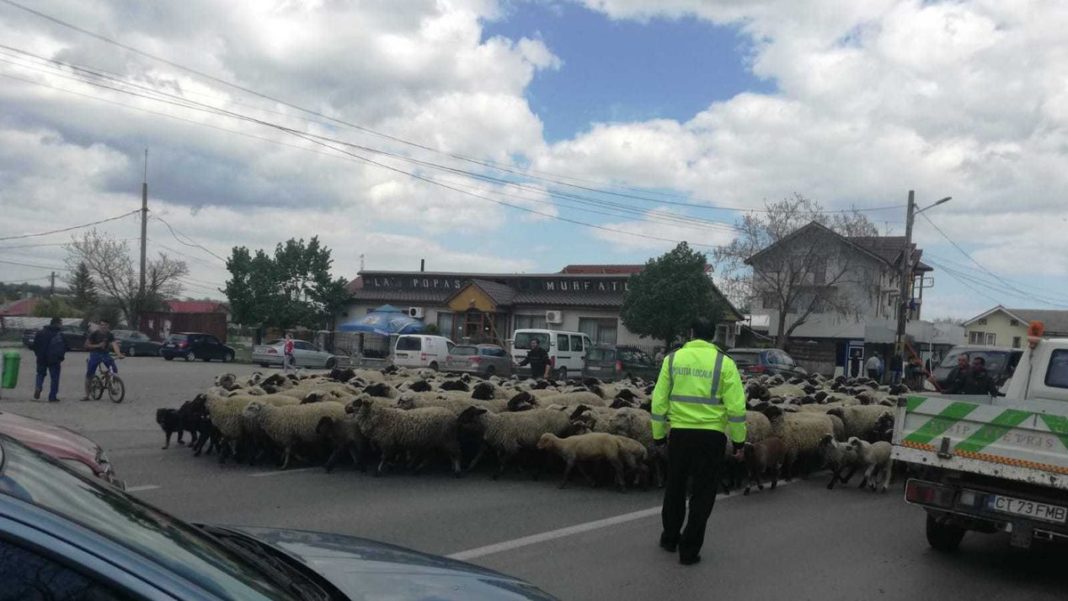 Un șofer a ucis 18 oi, după ce a intrat în turma care traversa o şosea