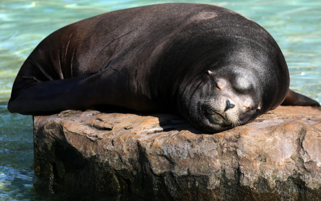 Două foci din Harkov ar putea ajunge la Constanța