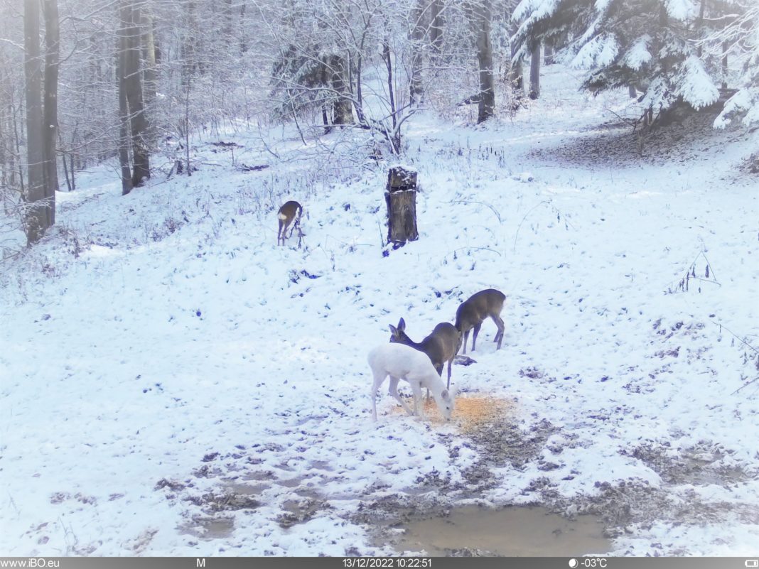 Căprioară albă în Parcul Natural Bucegi