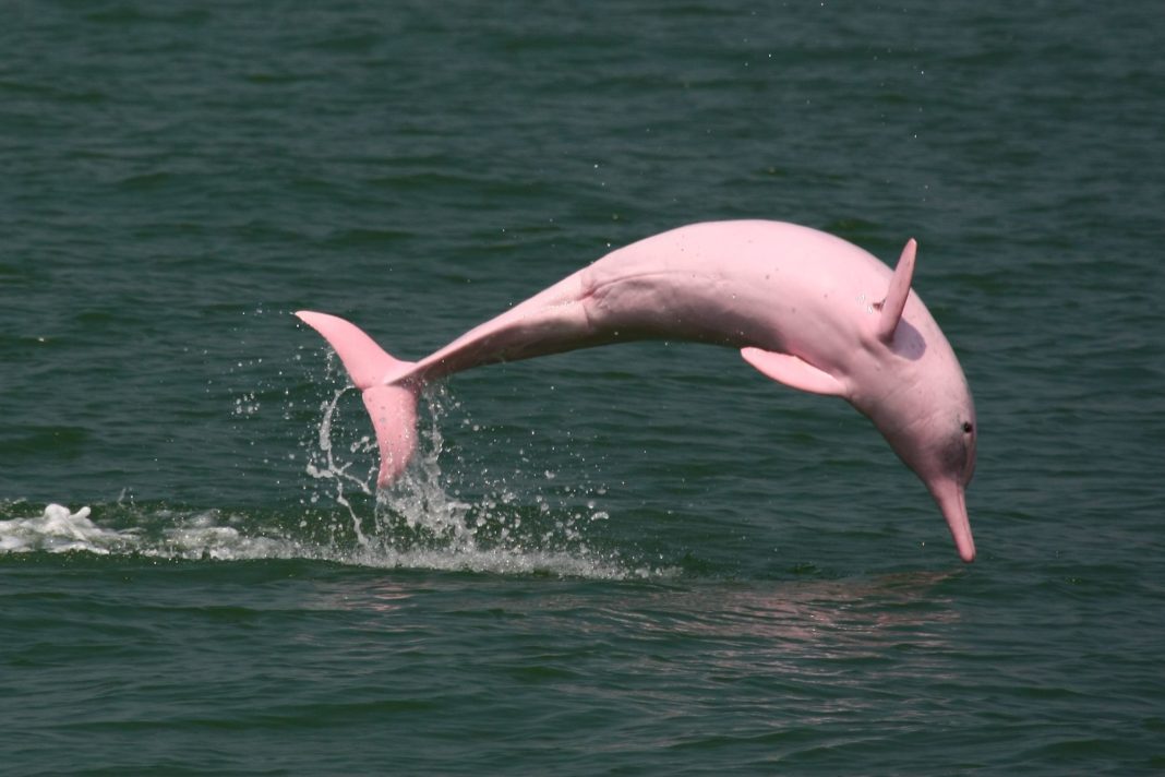 Două exemplare de delfin roz, o specie pe cale de dispariţie, salvate