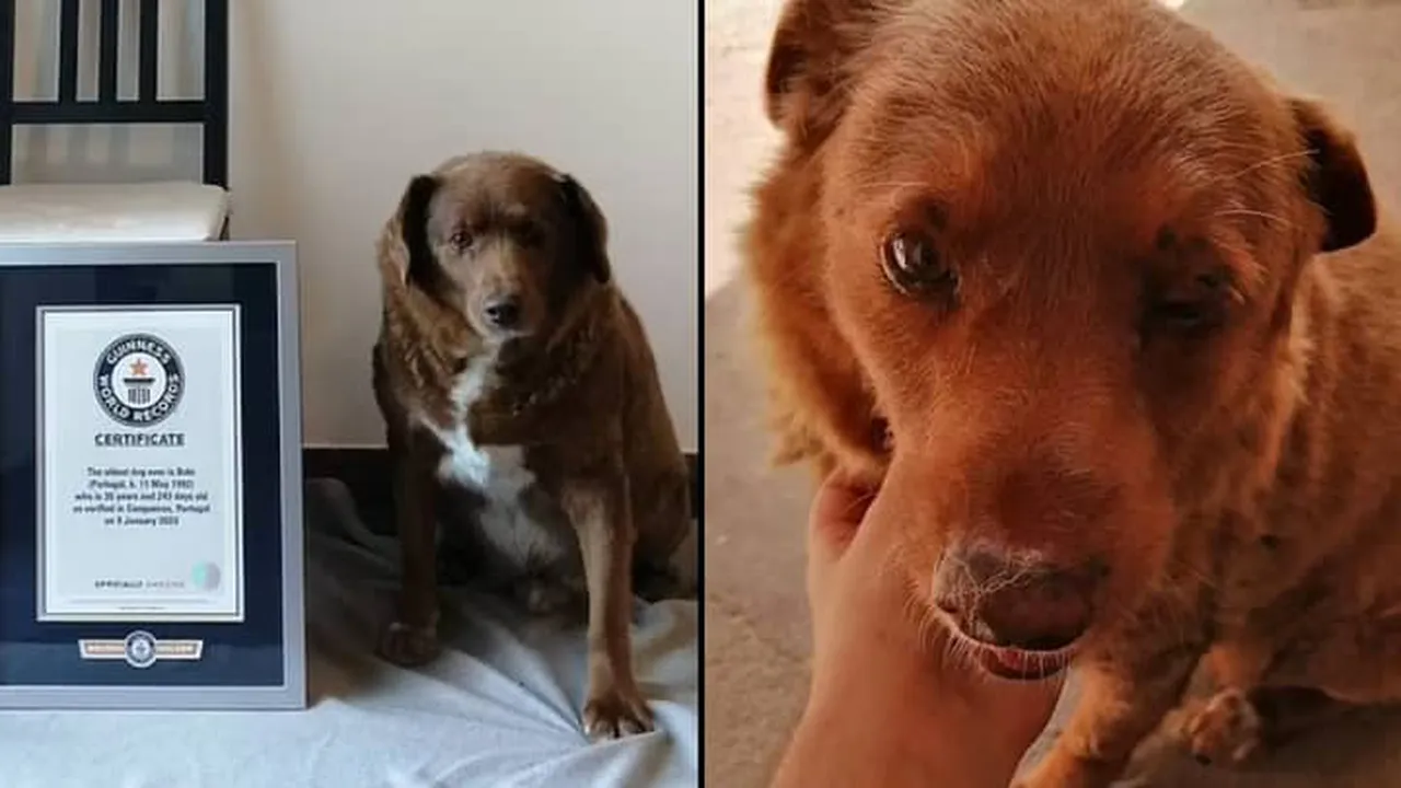 Un câine din Portugalia a fost desemnat „cel mai bătrân câine din istorie”