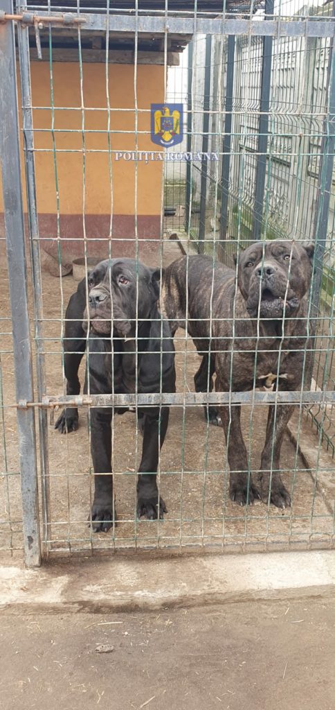 Ce nereguli au găsit polițiștii la proprietarii de câini periculoși, din Dolj