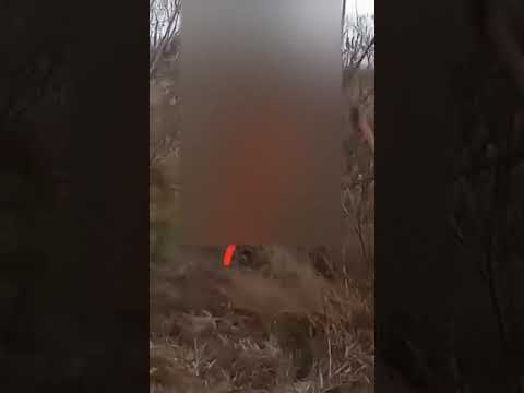 (VIDEO) Bărbat, reținut după ce a spânzurat un câine de un copac