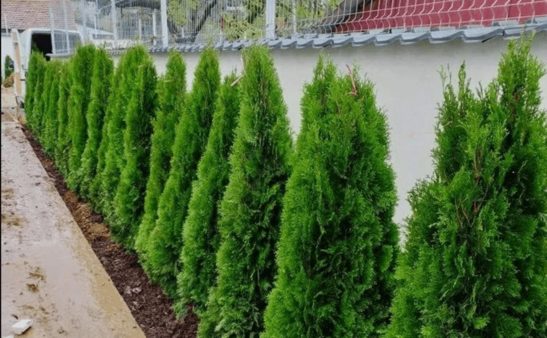 La ce distanță față de proprietatea vecină poți planta un copac