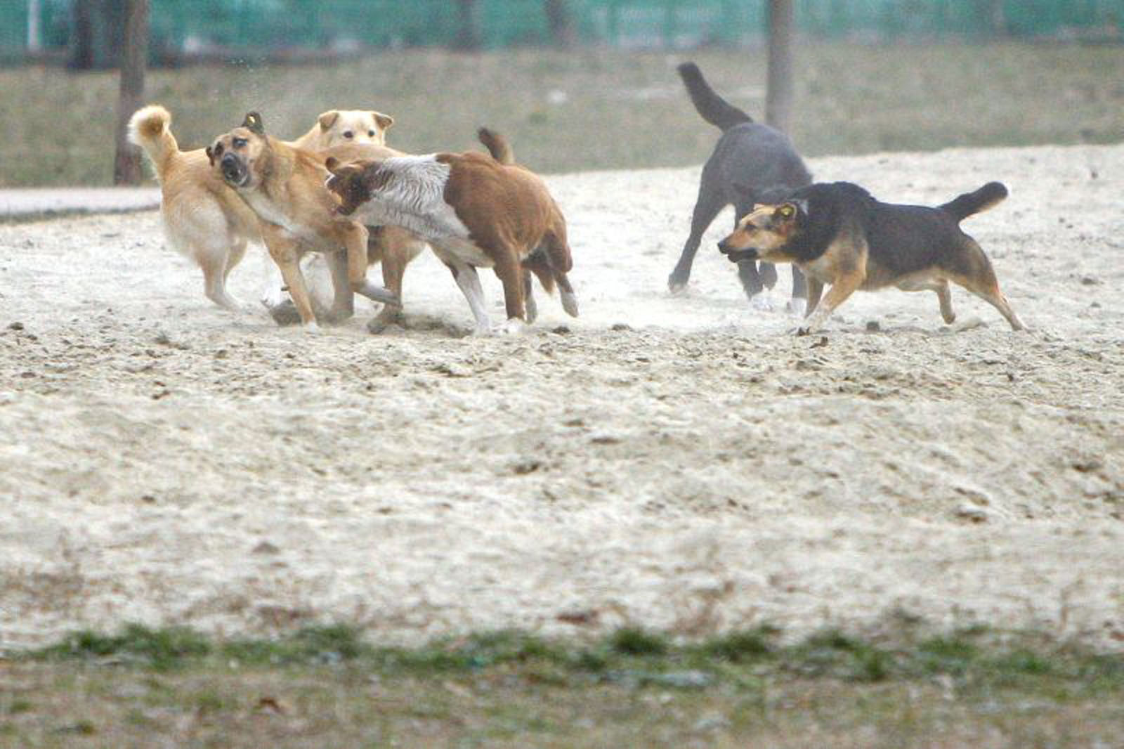 Un copil de zece ani, atacat de mai mulţi câini pe o stradă