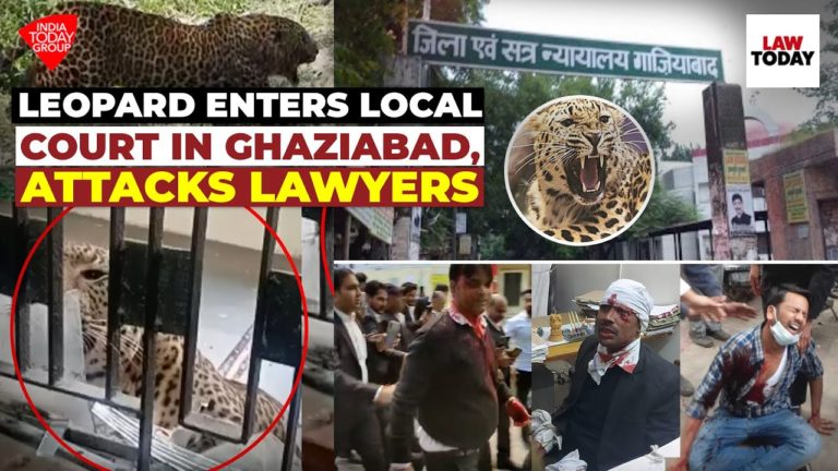 (VIDEO) 6 persoane, rănite de un leopard care a intrat în tribunalul din Ghaziabad