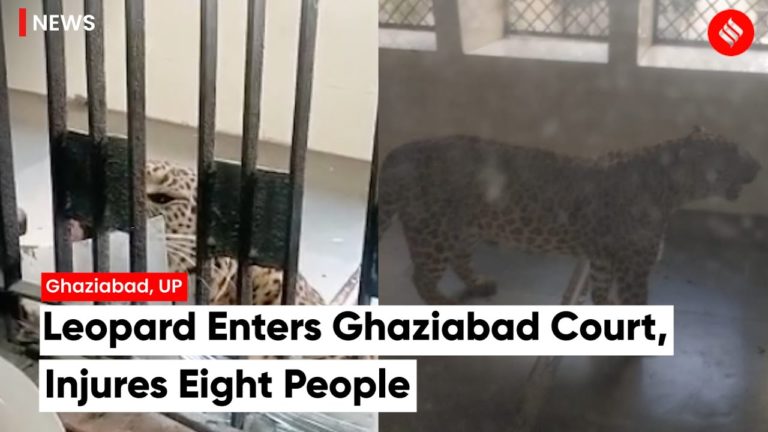 (VIDEO) Un leopard a atacat mai multe persoane într-un tribunal din India