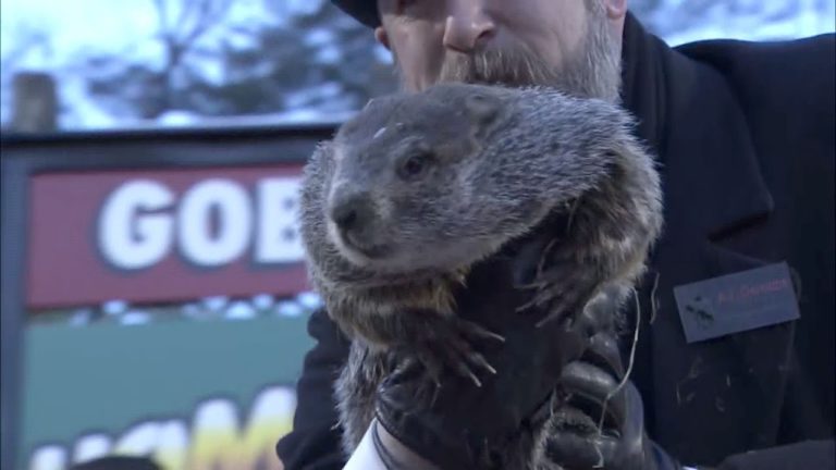 Marmota Phil a prezis că iarna va dura încă şase săptămâni