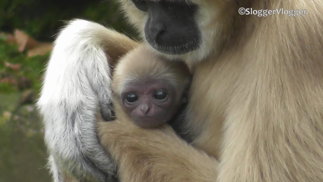 Secretul unei femele gibon care a născut un pui deși trăia singură în cușcă
