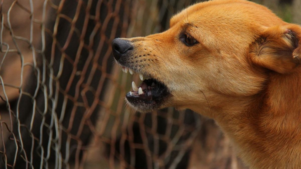 Proprietarul celor trei câini care au atacat un copil de zece ani din Botoşani pe care l-au rănit a fost reţinut
