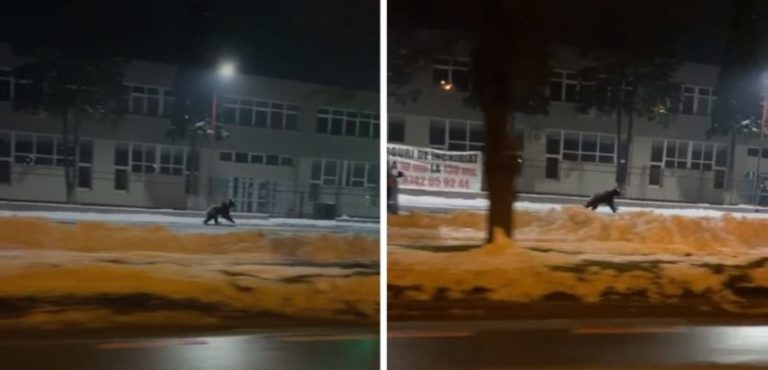 (VIDEO) Un pui de urs a fost văzut alergând prin Sibiu