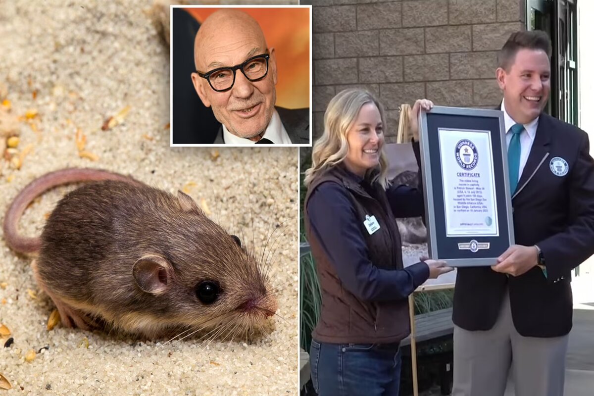 Un şoarece din California a intrat în Cartea Recordurilor