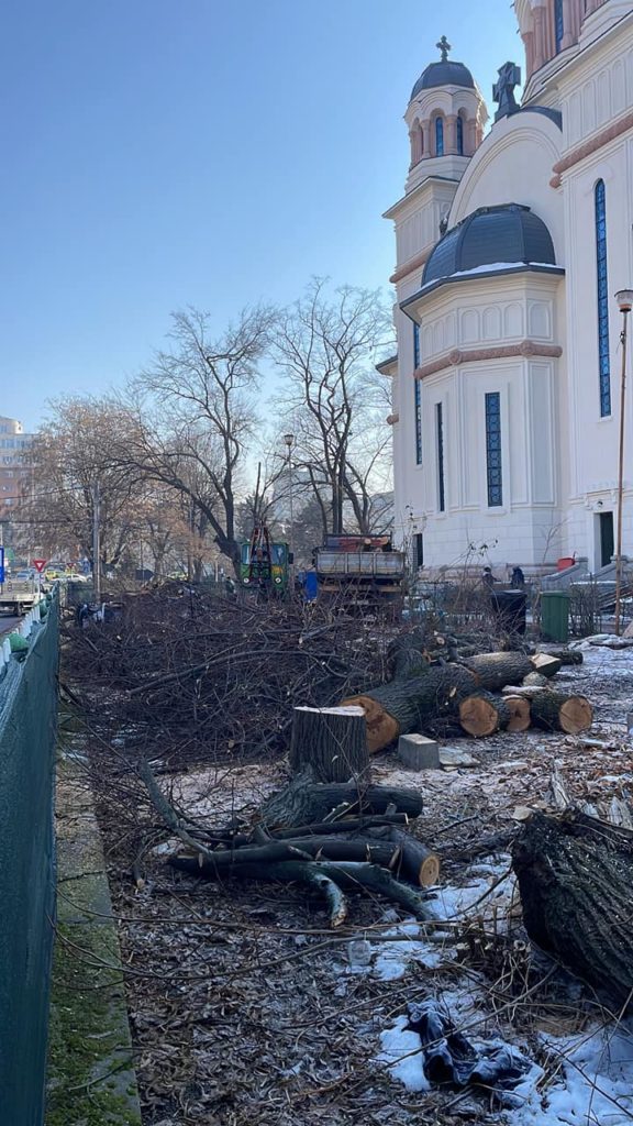 Teii tăiaţi în curtea Bisericii Madona Dudu (Foto: Facebook)