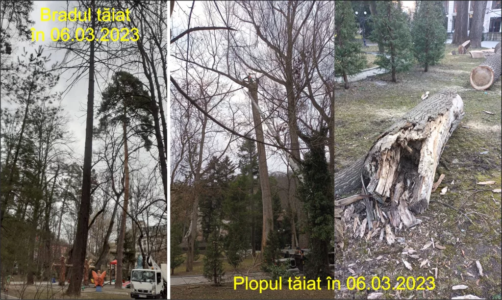 Acțiuni de toaletare a copacilor din Râmnicu Vâlcea