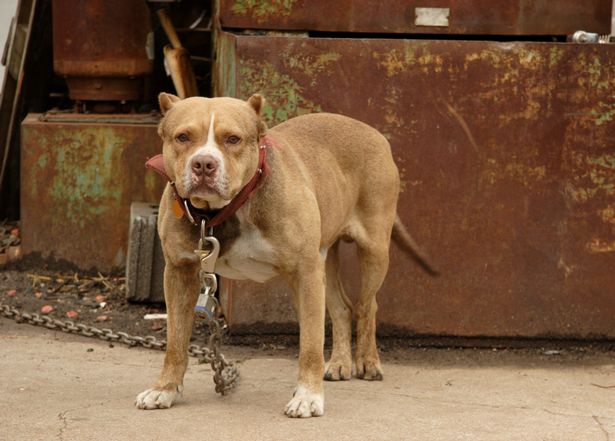 Câinii din rasa Pit Bull Terrier sunt încadrați în categoria câini periculoși