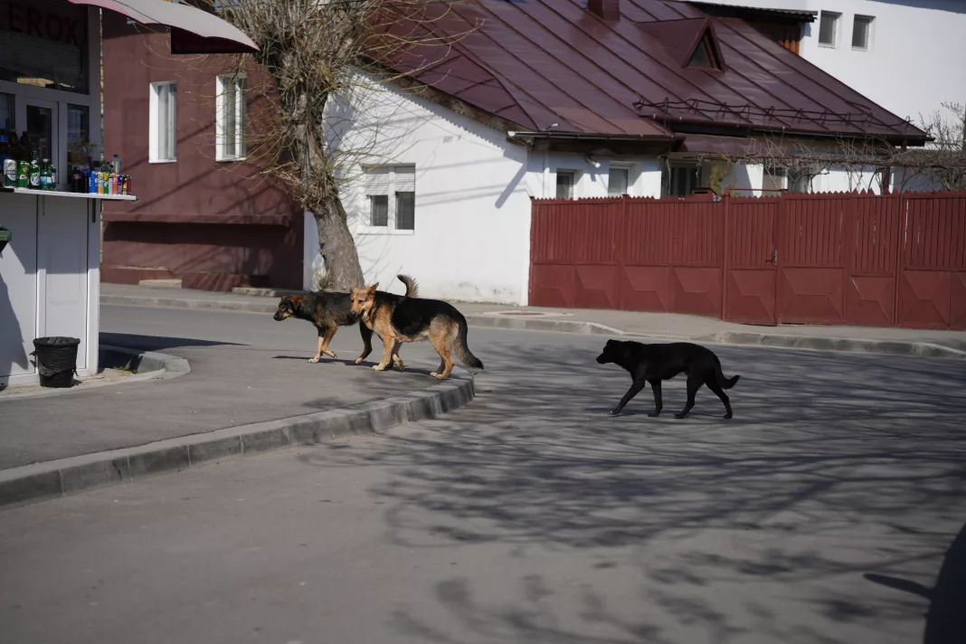 Câini abandonaţi pe străzile Craiovei