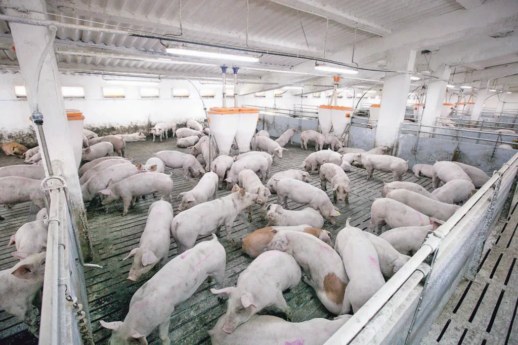 DSVSA Gorj a amendat doi medici veterinari cu 20.000 de lei