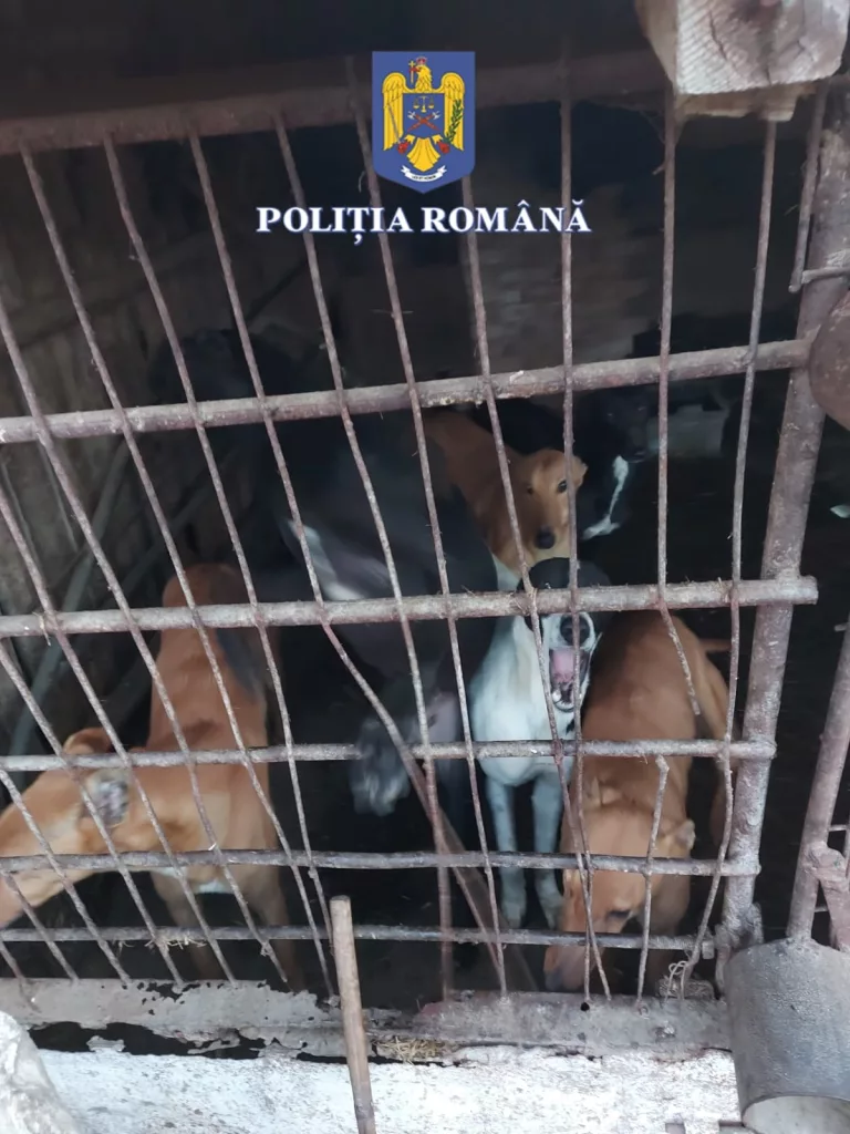 Olt: Percheziții la persoane bănuite de braconaj