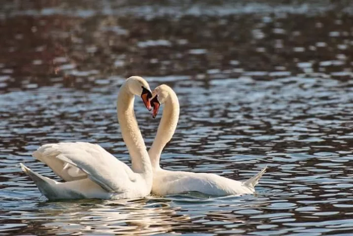 Focar de gripă aviară la Târgu Jiu