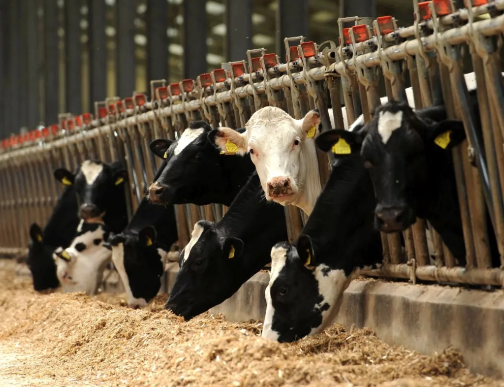 Sprijin financiar în valoare de peste 15,82 milioane de lei pentru crescătorii de animale
