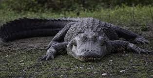 Un american a fost mușcat de un aligator care i-a bătut la ușă