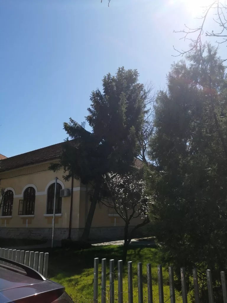Târgu Jiu: Brad doborât de vânt peste o școală