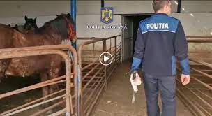 33 de cai, salvați din abatorul care exporta ilegal carne în Italia