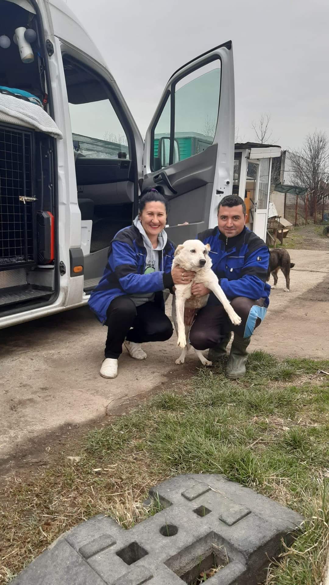 Câinii ajung în state din vestul Europei