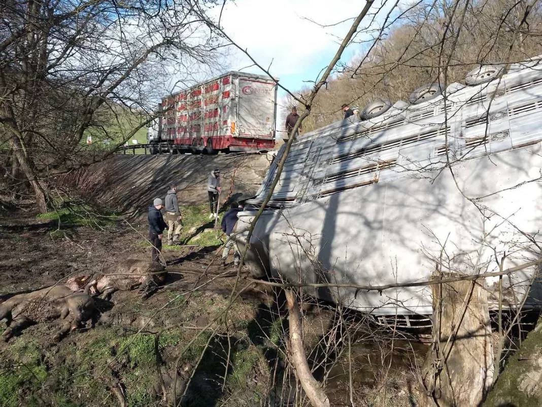 Un camion care transporta bovine s-a răsturnat pe DN 13