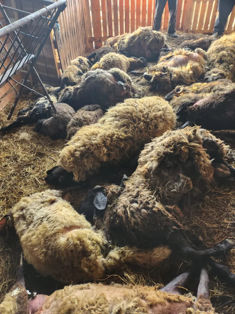 Fermă de oi din Rojiște, atacată de șacali