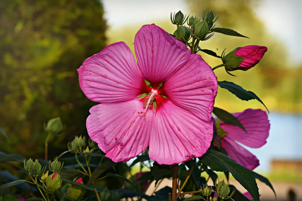 Antioxidanţii din hibiscus pot contribui la combaterea obezităţii