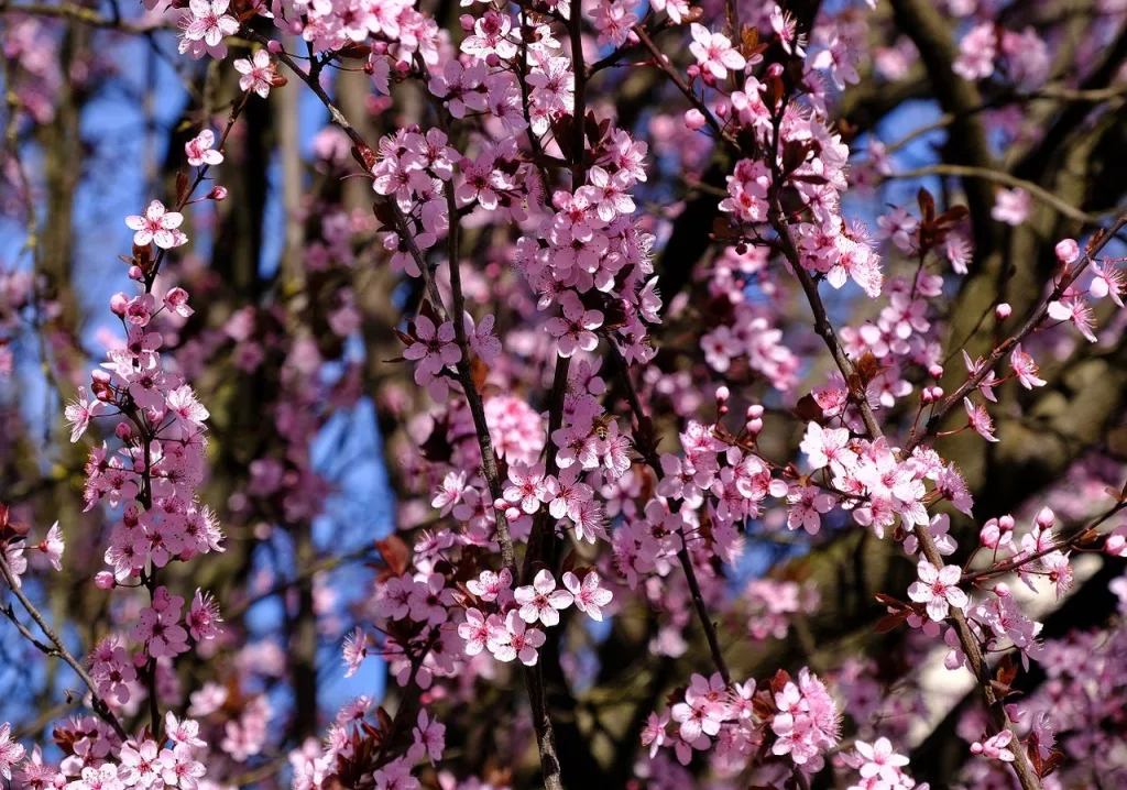 Cum va fi vremea de Florii și Paște