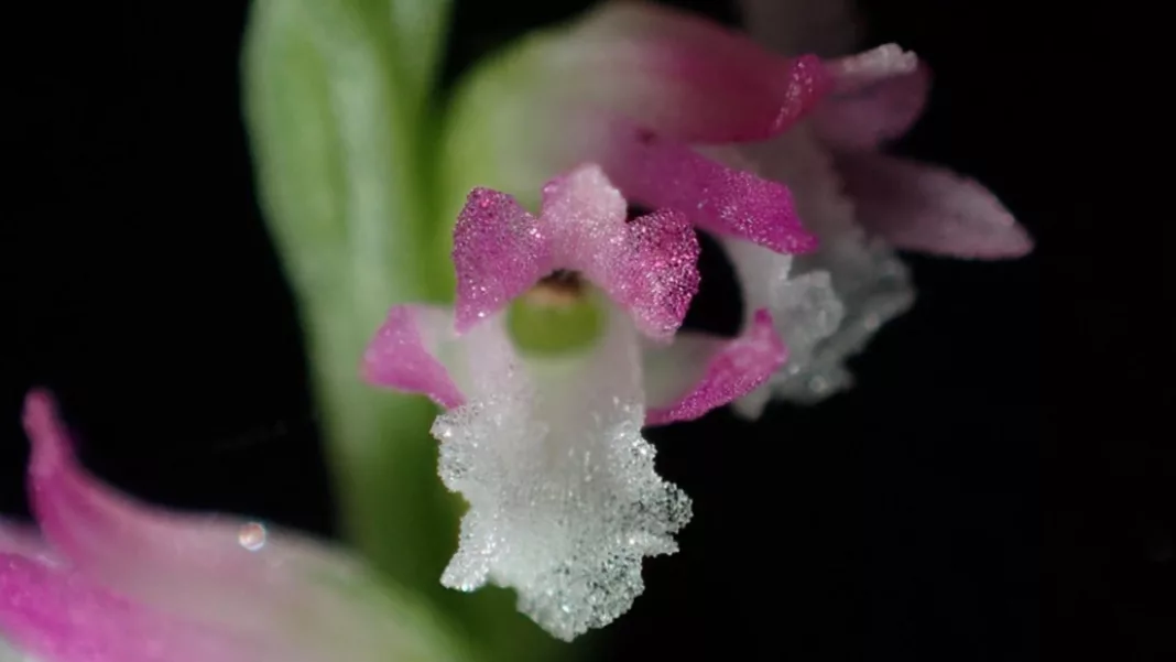 O nouă specie de orhidee, descoperită în Japonia