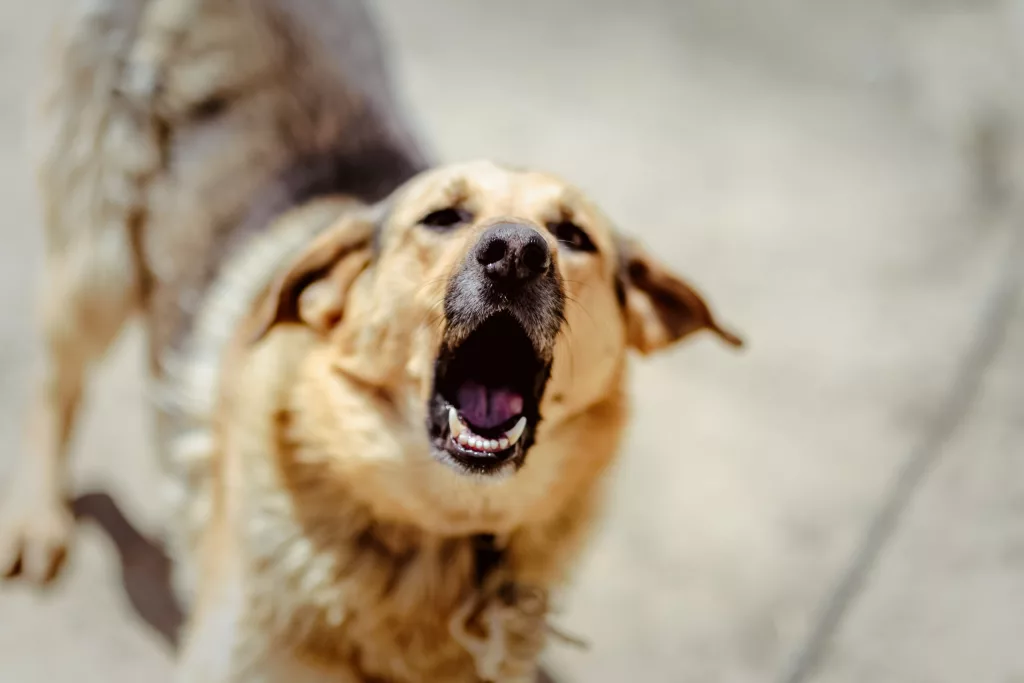 Fetiţă de 3 ani, atacată de un câine maidanez