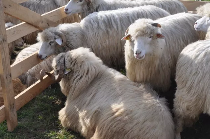 Stână mistuită de incendiu cu oi cu tot