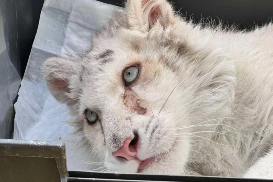 Pui de tigru alb, aruncat la pubela din parcarea unei grădini zoologice din Atena