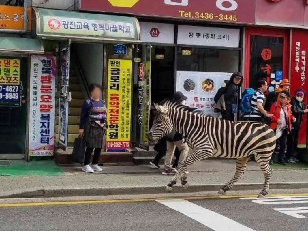 O zebră evadată de la zoo s-a plimbat câteva ore prin centrul orașului Seul