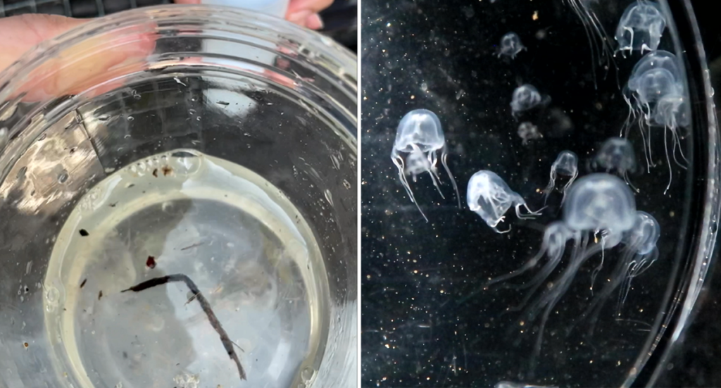 O meduză cu 24 de ochi, descoperită într-un iaz noroios