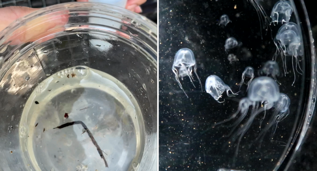 O meduză misterioasă cu 24 de ochi descoperită într-un iaz noroios