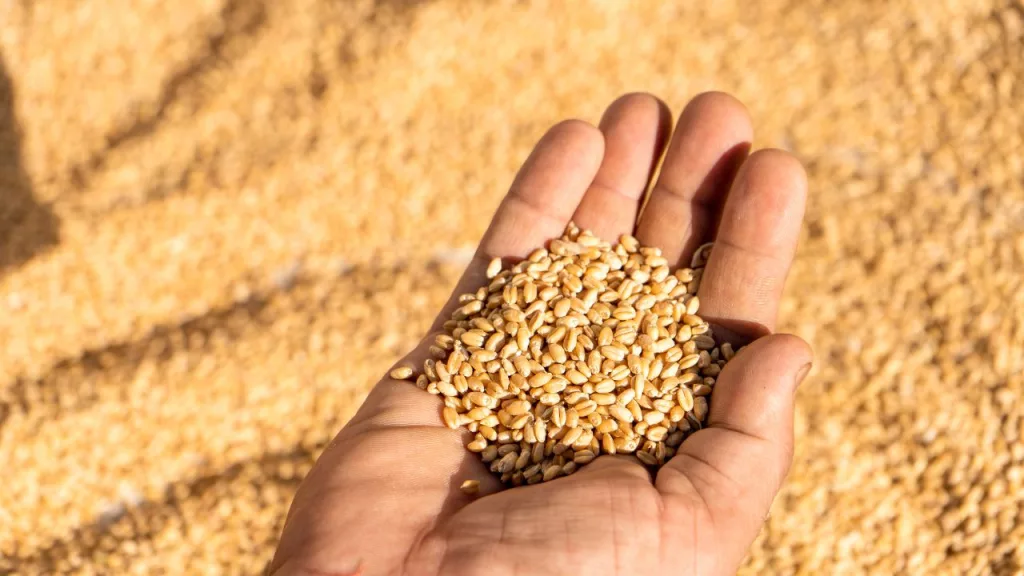 Producătorii agricoli de cereale pot depune la APIA cereri de finanţare până pe 11 mai