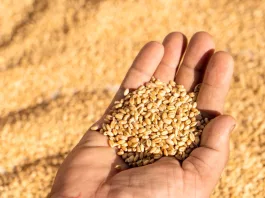 Comisia Europeană a intervenit în problema importului de cereale