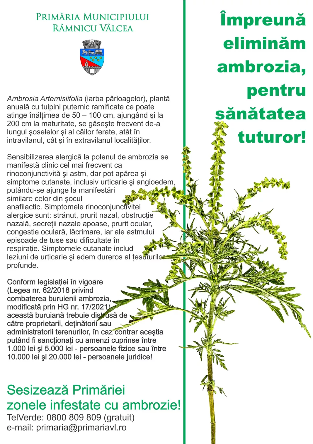 Fără ambrozie în Râmnicu Vâlcea