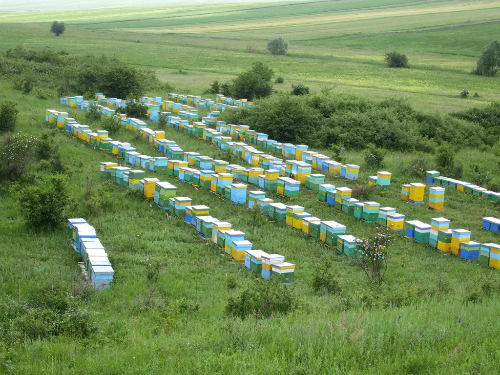 APIA primește cereri de plată pentru sectorul apicol 2023