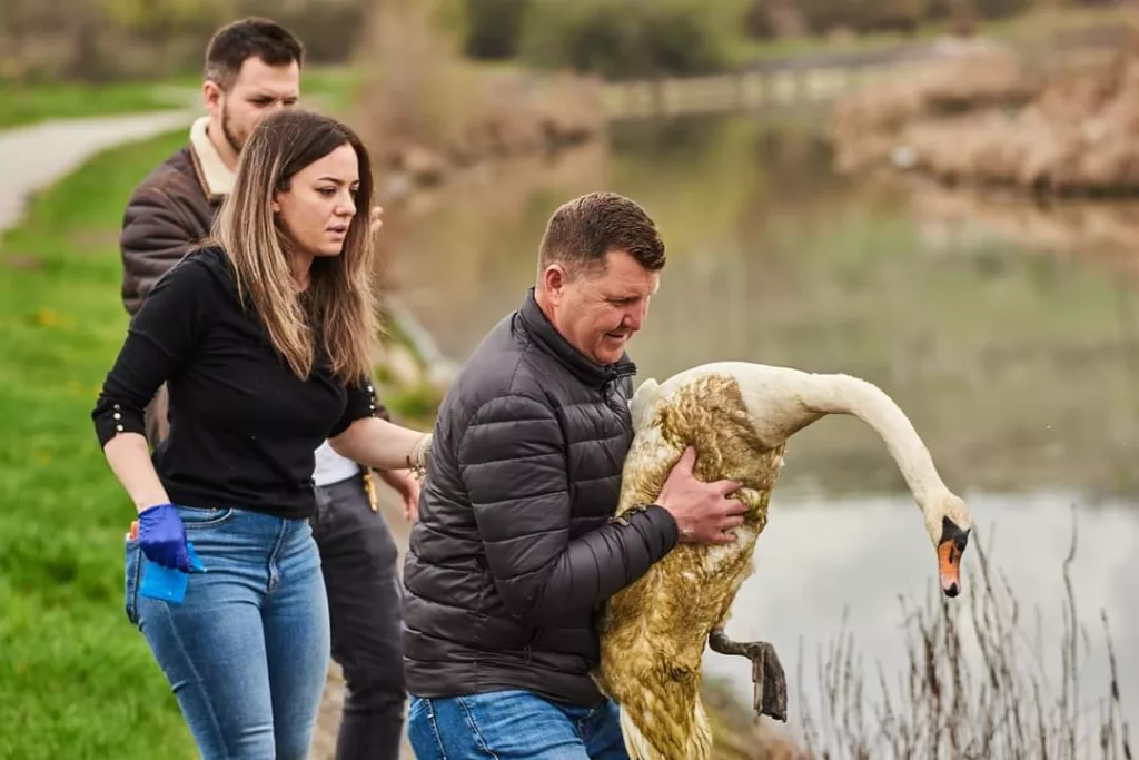 Lebedele de pe râul Jiul, readuse împreună