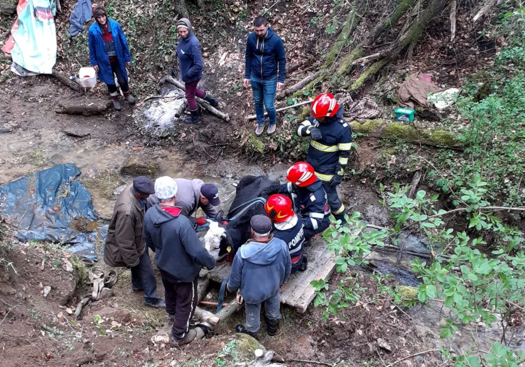 Pompierii vâlcenii au salvat o bovină căzută într-o prăpastie