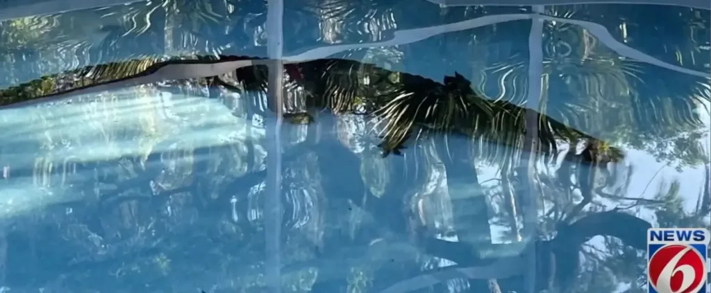 Un aligator de peste 2 metri făcea baie într-o piscină din Florida