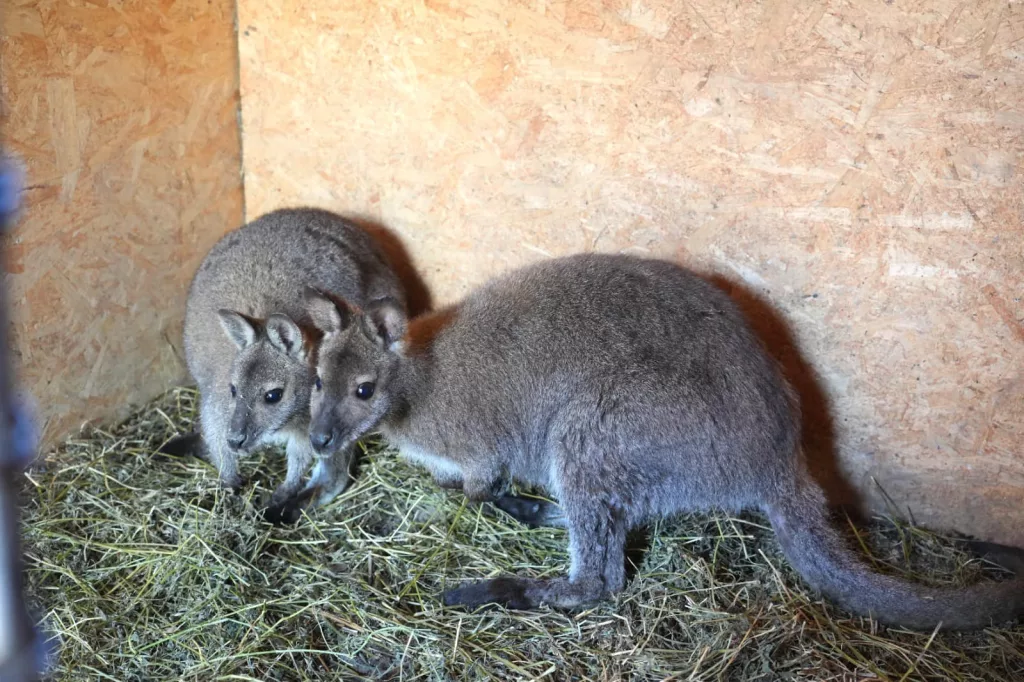 Canguri pitici, la Zoo Craiova