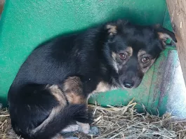 Câine din Adăpostul Breasta/sursa foto Facebook