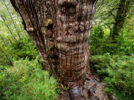 „Grand Abuelo” (Străbunicul), poate cel mai bătrân arbore de pe Terra, cu o vechime estimată la 5.000 de ani. Foto: Profimedia